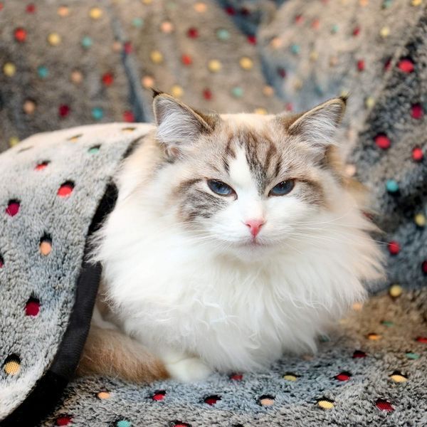 Теплий м'який плед Люпосанчик Coral velvet, Gray BS-PB-007XL-grey фото
